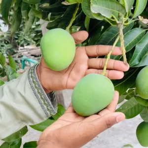 সাতক্ষীরার বিখ্যাত হিম সাগর আম