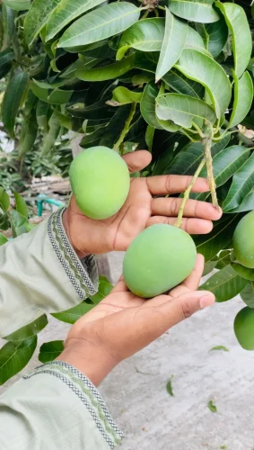 হিমসাগর